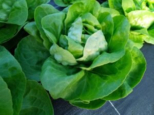 SALADE - Laitue pommée verte -