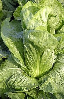 SALADE Chicorée Pain de sucre