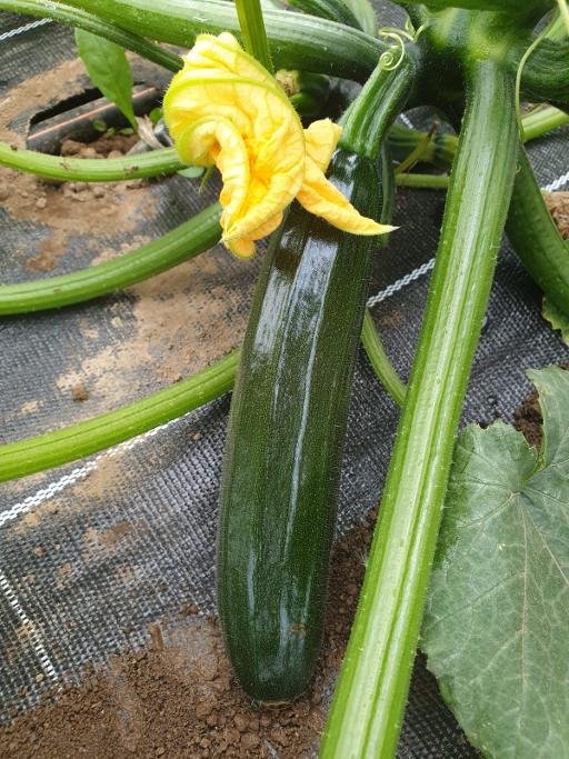LEGUMES - courgettes primeur -500g- 3.70€/kg