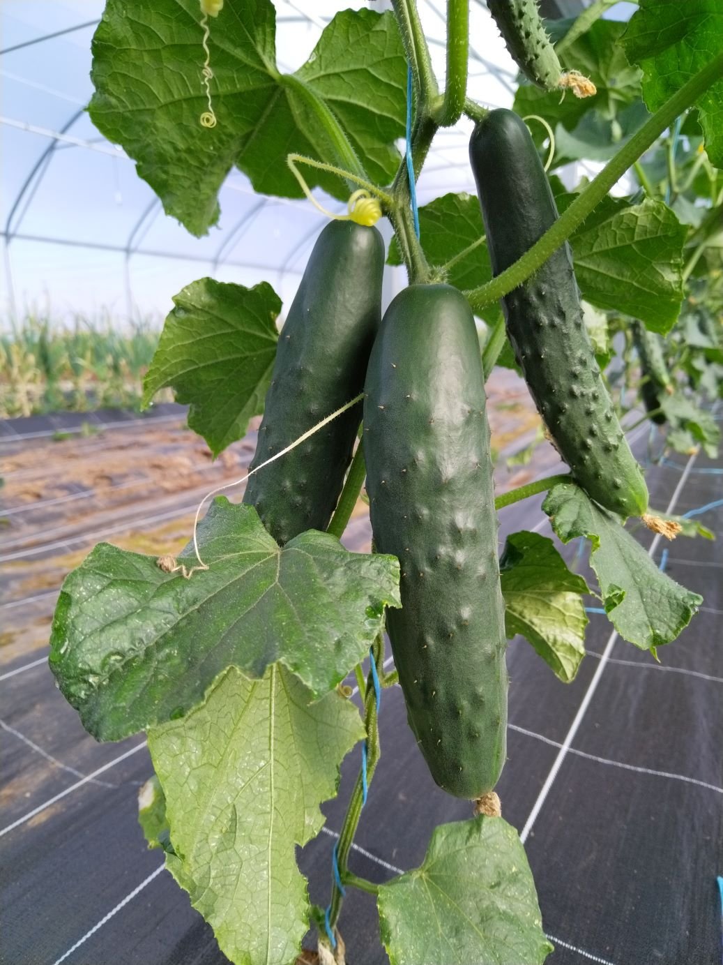 CONCOMBRE court épineux