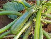 PLANT COURGETTE
