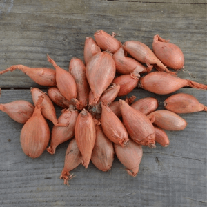 ECHALOTE - 500 g - 5.90 €/kg -