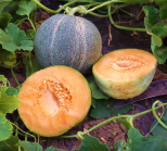 PLANT MELON "petit gris de Rennes"