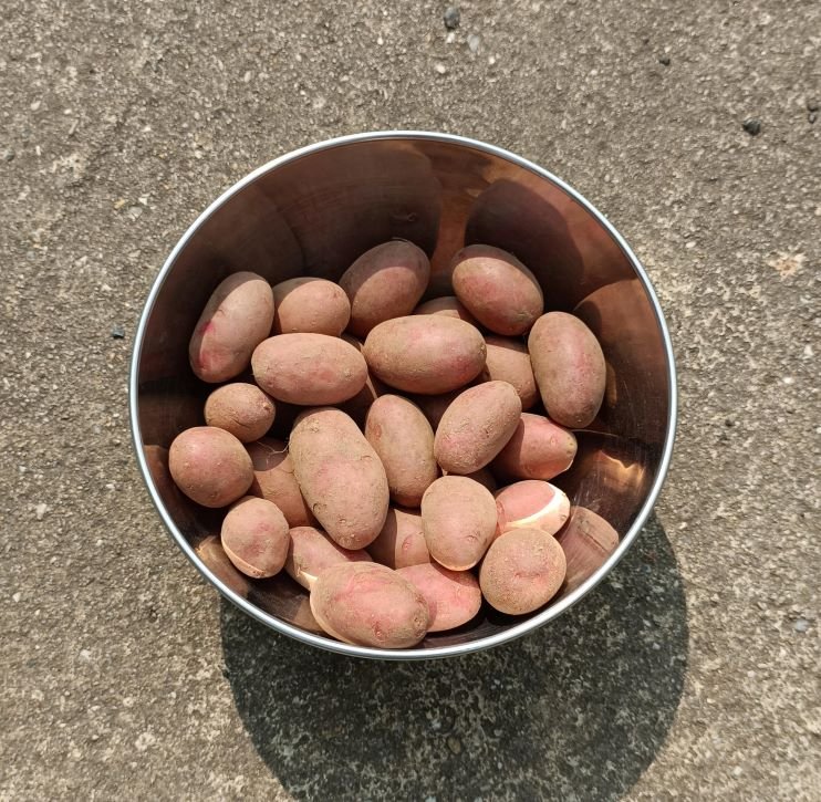 POMME DE TERRE grenaille - chair ferme, peuvent se cuisiner entière avec la peau - 4 € / kg -