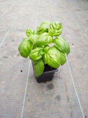 PLANT BASILIC