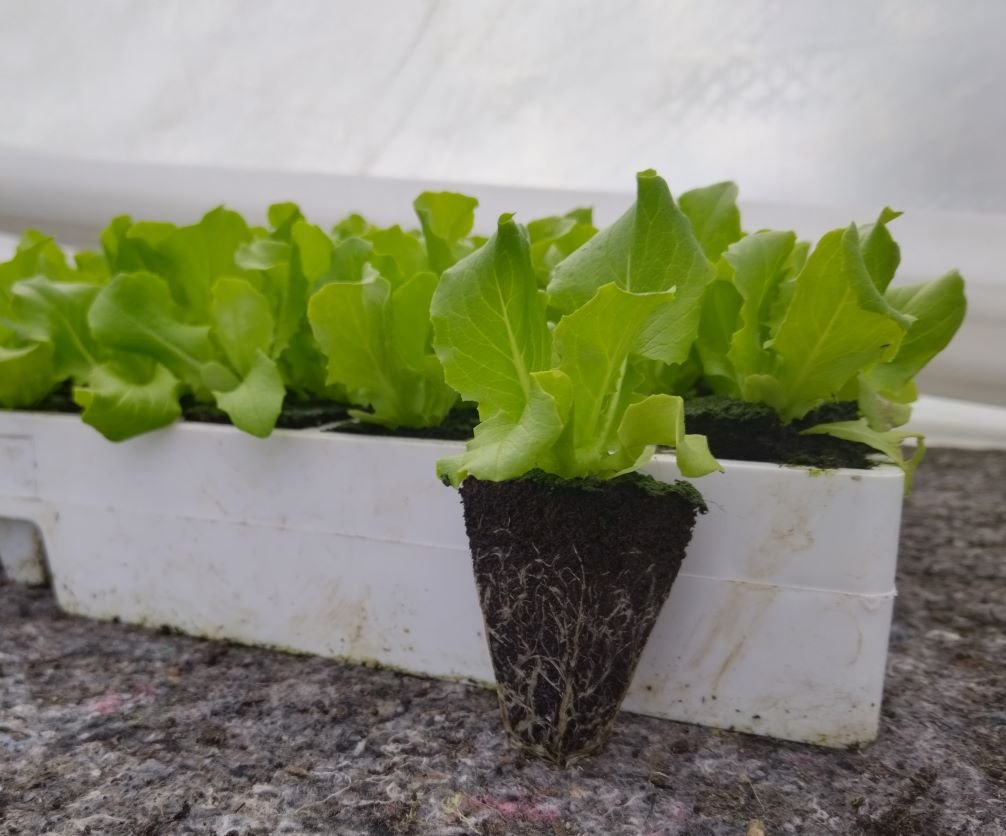 PLANT SALADE LAITUE POMMEE VERTE - quantité 6 - les variétés sont les mêmes que celles qu'il plante à la ferme ,elles seront disponibles en alternance, selon son planning de plantation.
