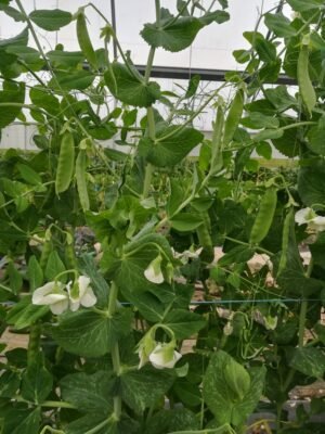 POIS MANGE-TOUT - 150 g - 16 €/kg -