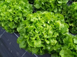 LEGUME - Salade - Feuille de chêne verte