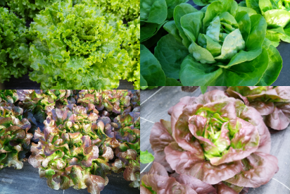 LEGUMES - Salade selon la variété disponible 