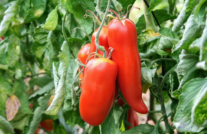 PLANT TOMATE Cornue des Andes