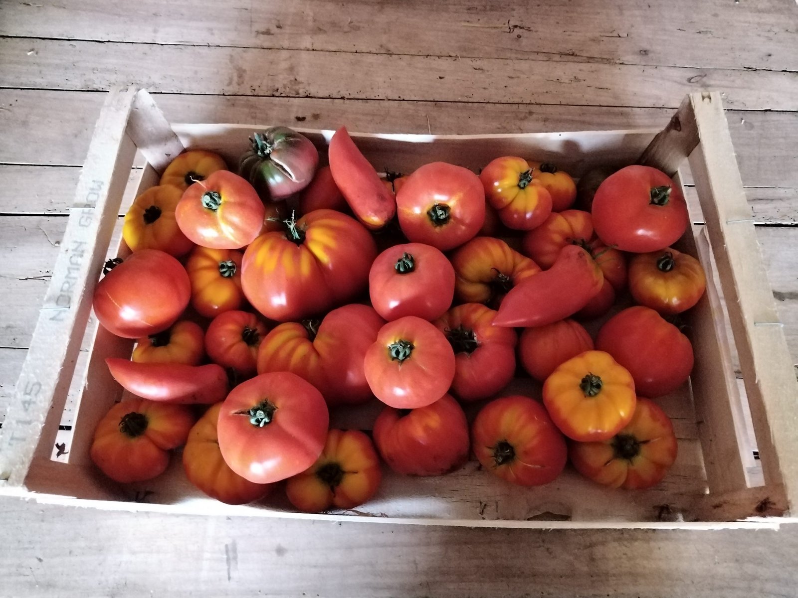 TOMATE pour coulis ou cuisson - Mélange de variétés, tomates déclassées - 10 kg - 2.20 €/kg -